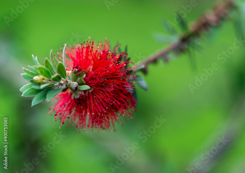 Close-up of a Crimson Bottlebrush flower on an unfocused green background.