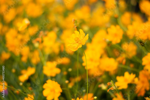 flower field with beautiful yellow flowers