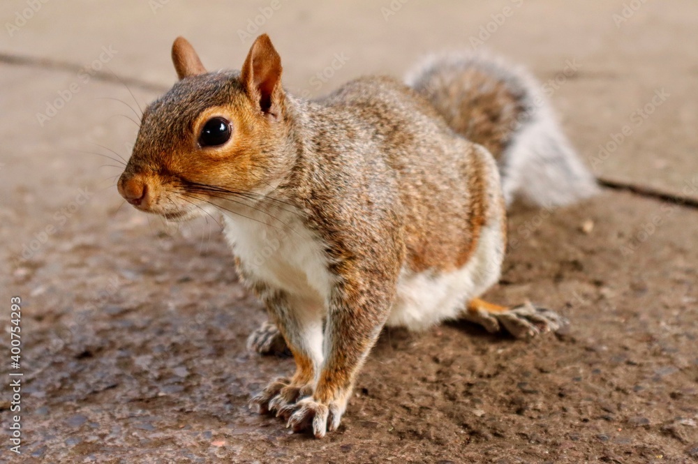 squirrel in the park