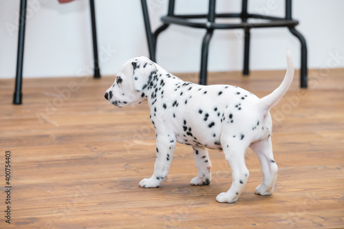 Little Dalmatian puppy is looking for something to play with