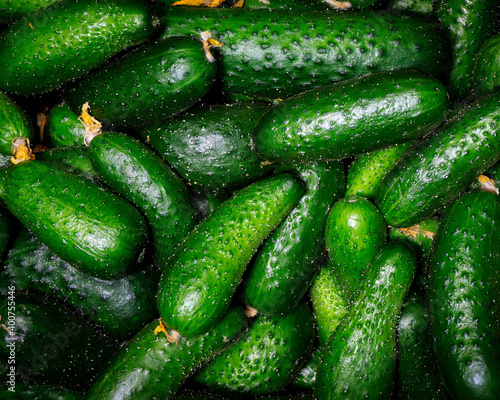 fresh green cucumbers are in a box