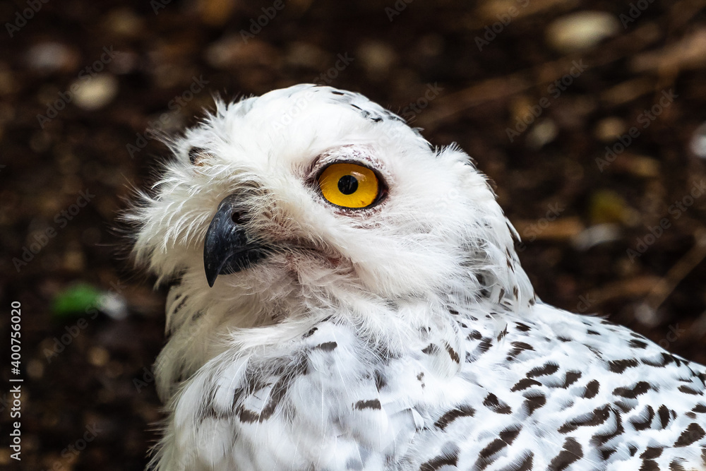 Obraz premium The Snowy Owl, Bubo scandiacus is a large, white owl of the owl family