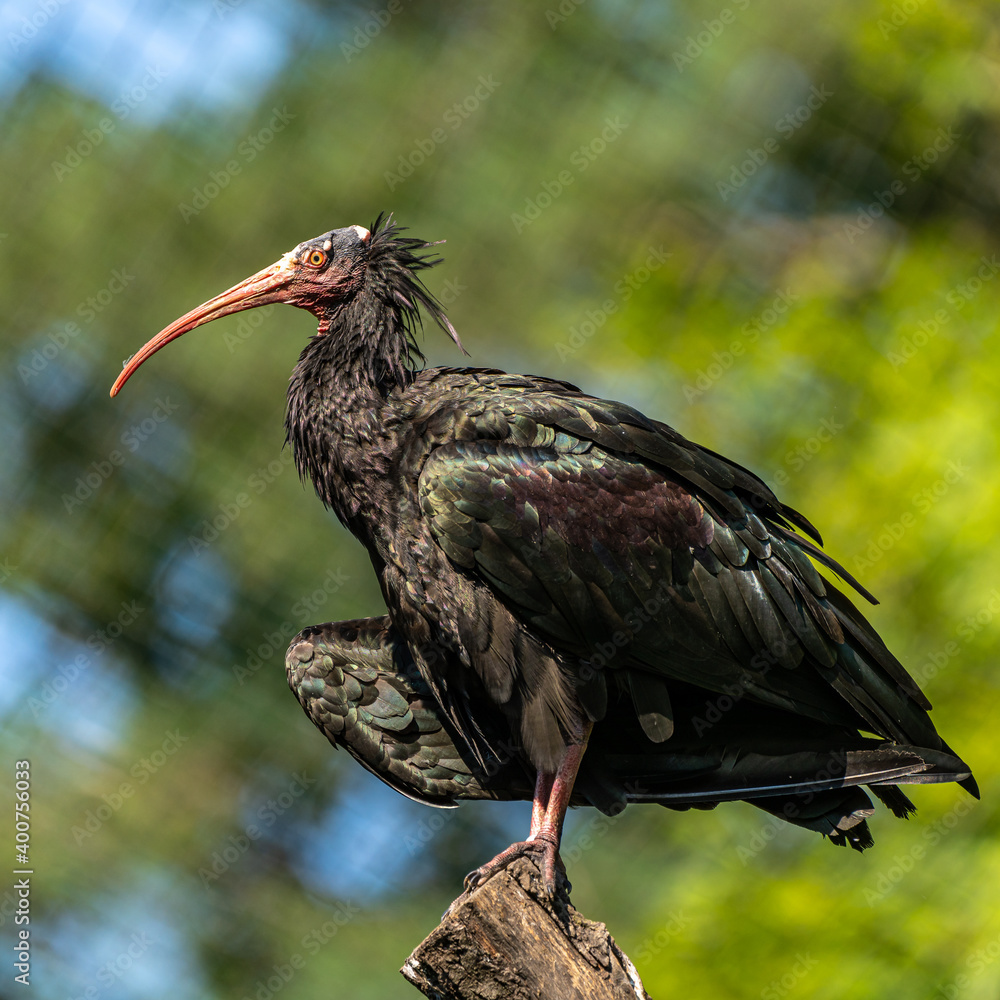Obraz premium Northern Bald ibis, Geronticus eremita in the zoo