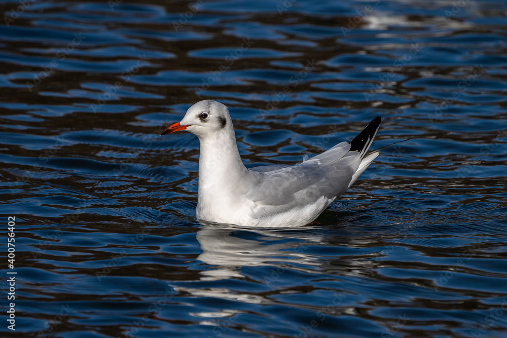The European Herring Gull, Larus argentatus is a large gull