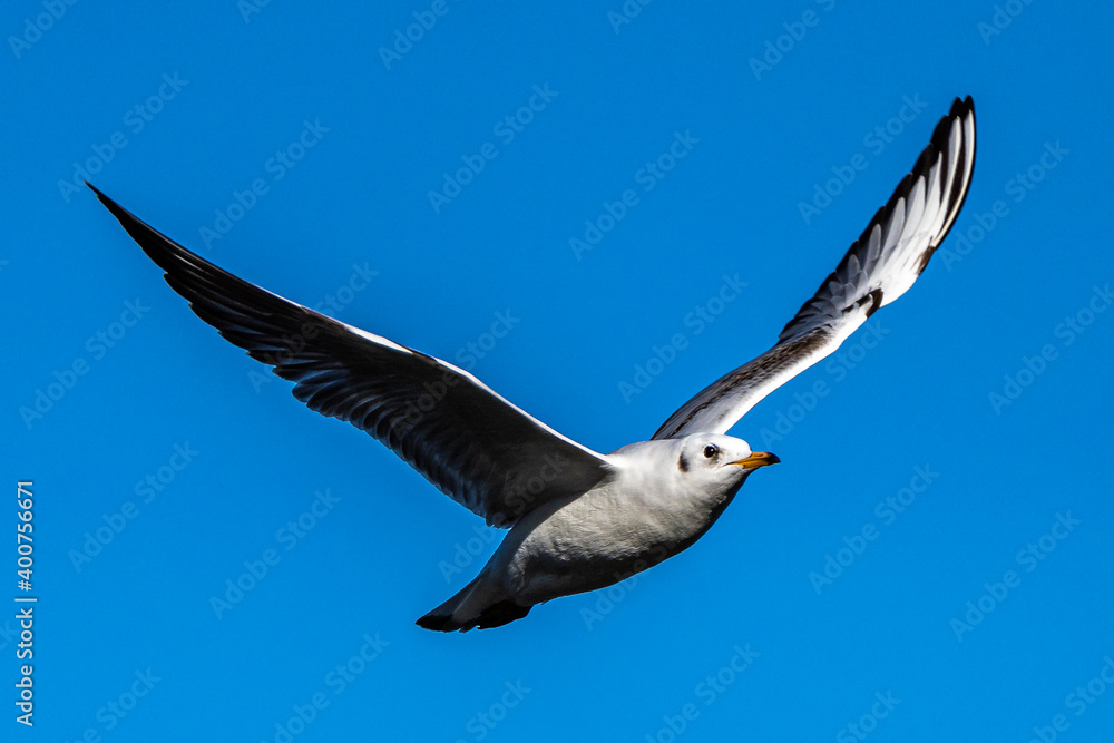 Obraz premium The European Herring Gull, Larus argentatus is a large gull