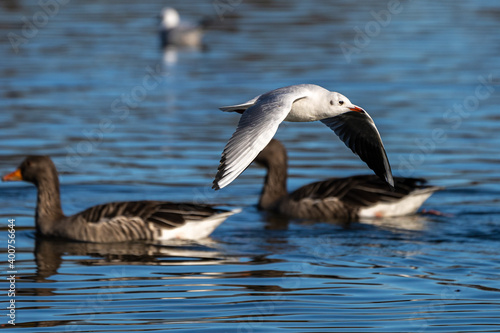 The European Herring Gull, Larus argentatus is a large gull © rudiernst