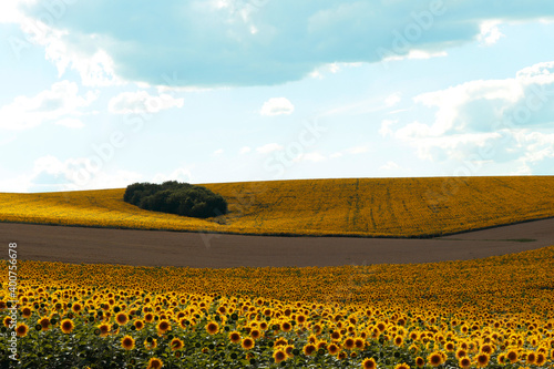 Fototapeta Naklejka Na Ścianę i Meble -  summer panorama of a farm field with sunflowers on a sunny day
