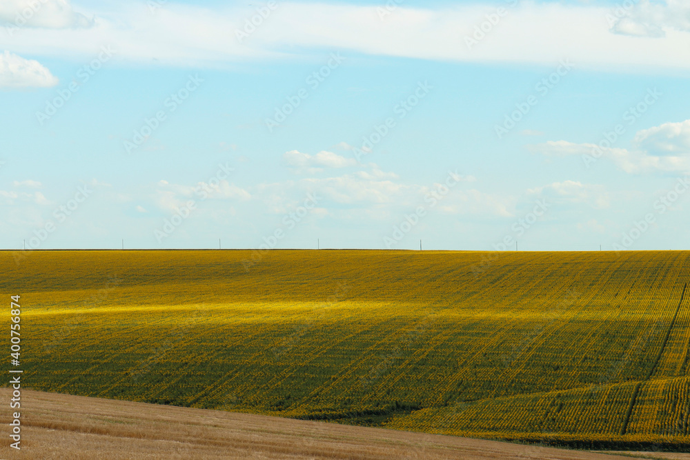 summer panorama of a farm field with sunflowers on a sunny day