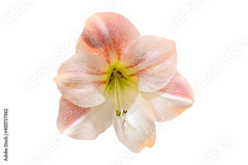  amaryllis flower isolated on white background