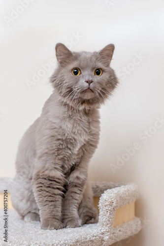gray pet cat looks worried, furry pet is alarmed, scared yellow eyes, pet castration