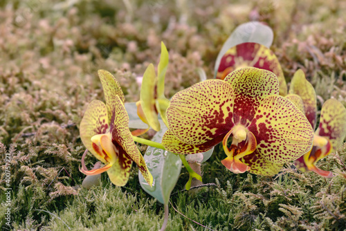 Fotografija red and yellow spotty orchid flowers in moss