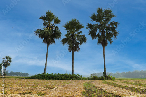 beautiful Natural landscape of the Bangladesh. Three palm trees stand together and peek into the blue sky. © Monochobe