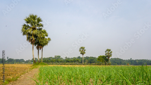 An beautiful Natural landscape of the Bangladesh. Bangladesh Rice Fields, Bangladesh, Field, Green, Landscape, HQ Photo