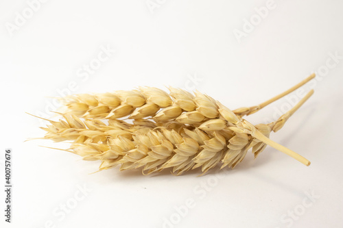 ripe ears of wheat on a white isolated background. isolated golden wheat with copy space