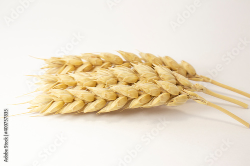 ripe ears of wheat on a white isolated background. isolated golden wheat with copy space