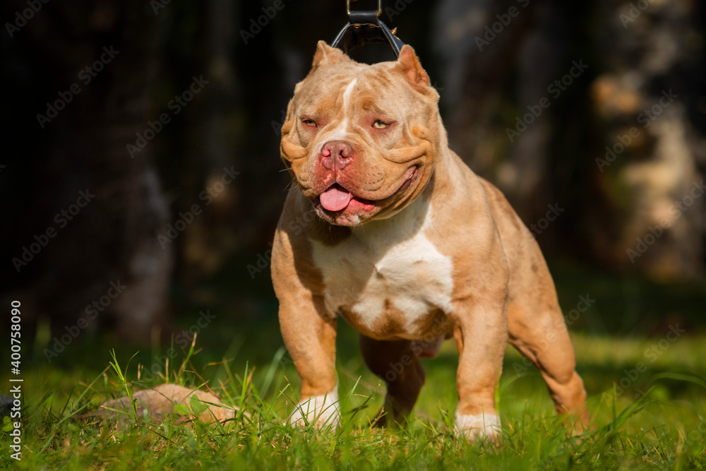 american bully fotografia canina 
#bully #pitbull #dog #lovedog #photodog #americanbully #pitbull 