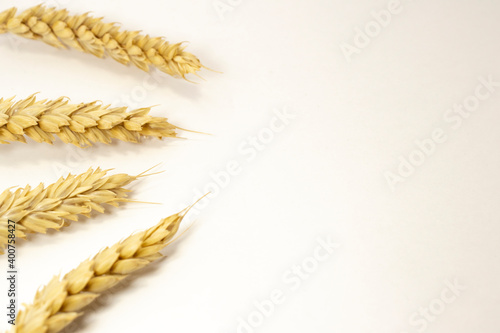 ripe ears of wheat on a white isolated background. isolated golden wheat