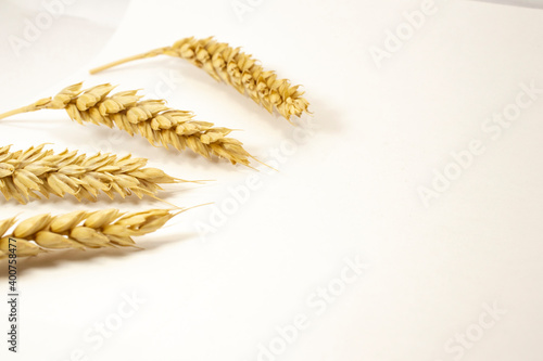 ripe ears of wheat on a white isolated background. isolated golden wheat