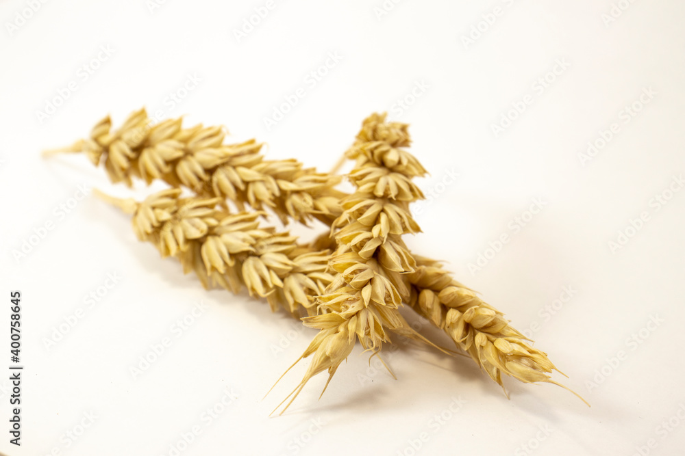 ripe ears of wheat on a white isolated background. isolated golden wheat ripe ears of wheat on a white isolated background. isolated golden wheat