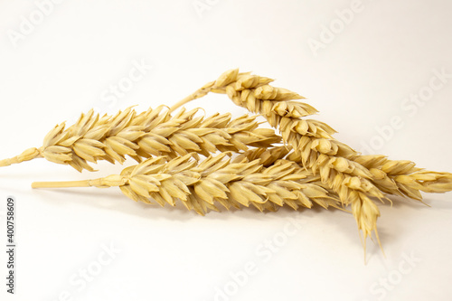 ripe ears of wheat on a white isolated background. isolated golden wheat