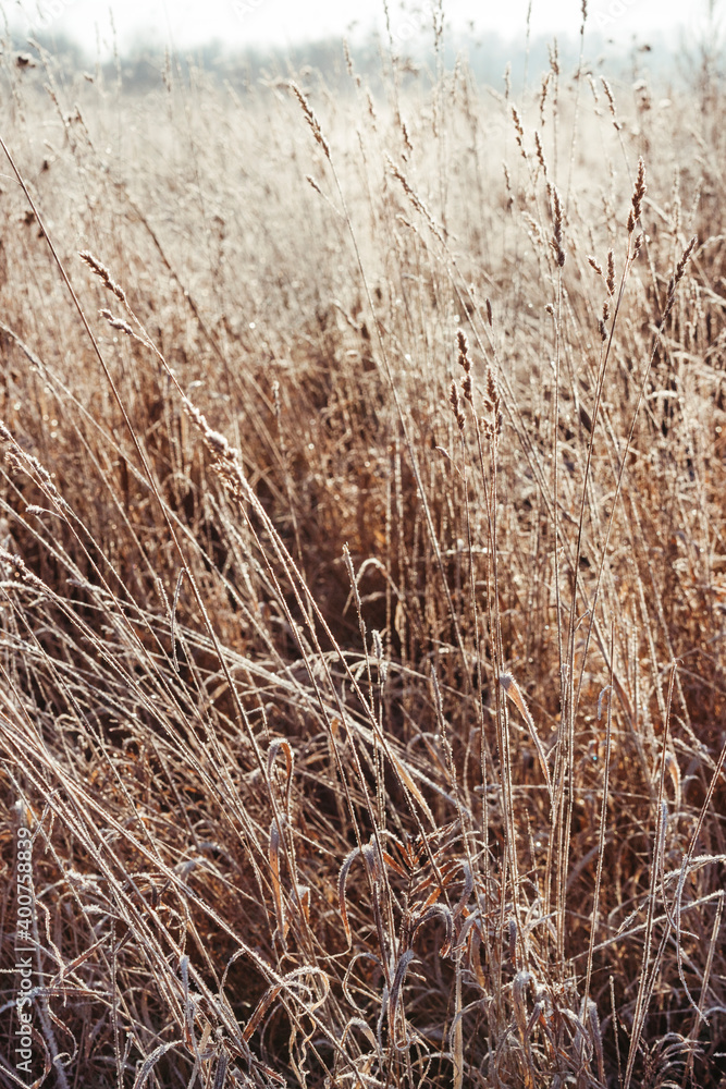 Fototapeta premium Frozen plants covered with icy frost on a sunny winter day., Nature background.