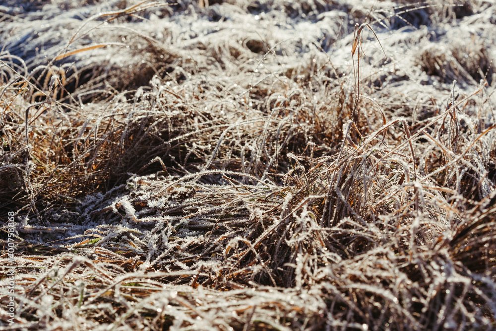 Frozen plants covered with icy frost on a sunny winter day., Nature background. Frozen plants covered with icy frost on a sunny winter day., Nature background.
