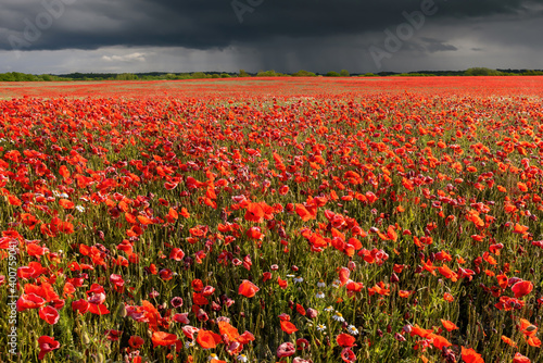 A field of poppies in the countryside  Jutland  Denmark. 