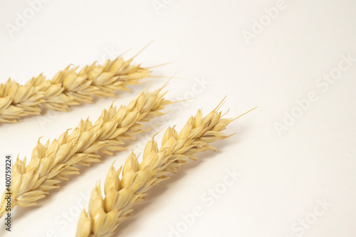 ripe ears of wheat on a white isolated background. isolated golden wheat