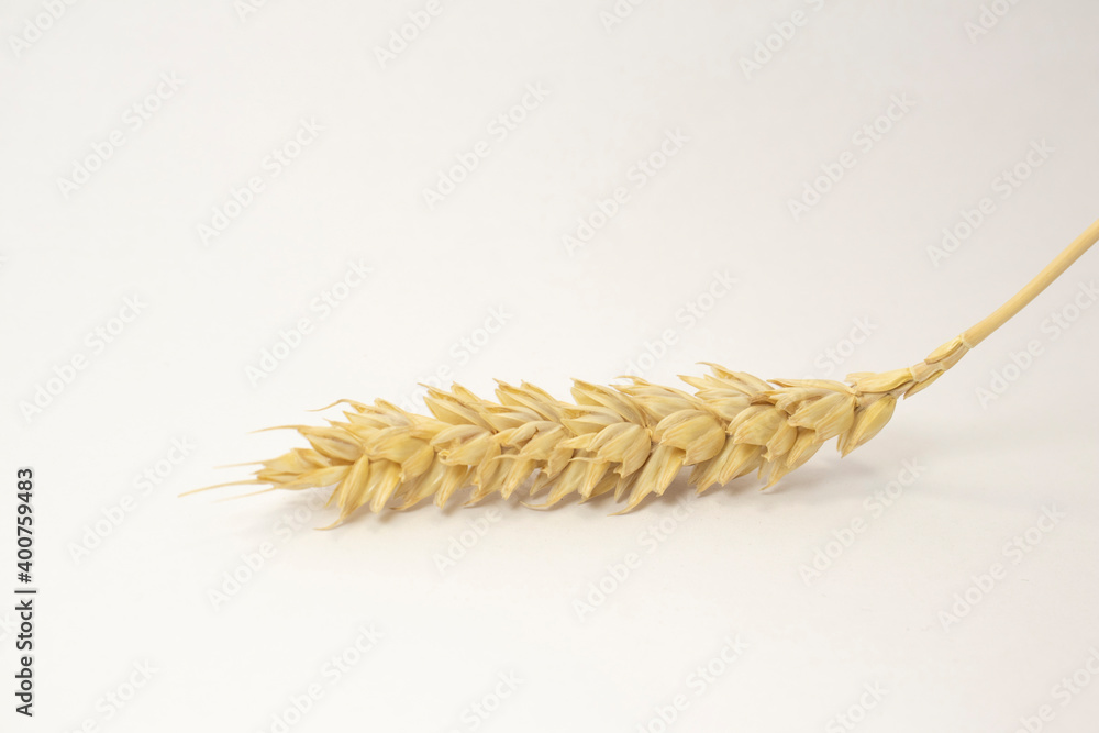 ripe spikelets of wheat on a white isolated background. isolated golden wheat ripe spikelets of wheat on a white isolated background. isolated golden wheat