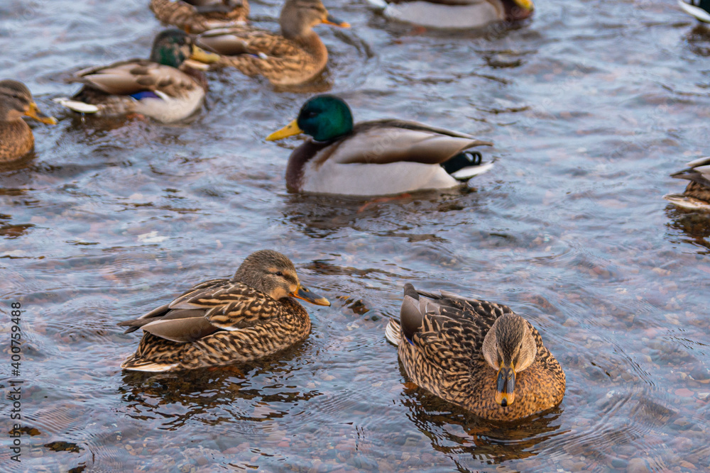Males and females of wild ducks swim in the reservoir in winter Males and females of wild ducks swim in the reservoir in winter