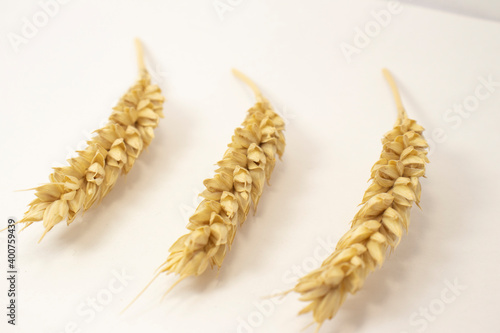 ripe spikelets of wheat on a white isolated background. isolated golden wheat