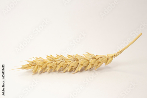 ripe spikelets of wheat on a white isolated background. isolated golden wheat