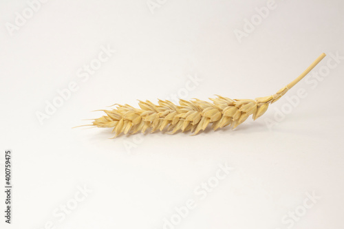 ripe spikelets of wheat on a white isolated background. isolated golden wheat