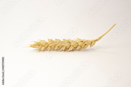 ripe spikelets of wheat on a white isolated background. isolated golden wheat