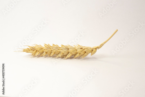 ripe spikelets of wheat on a white isolated background. isolated golden wheat