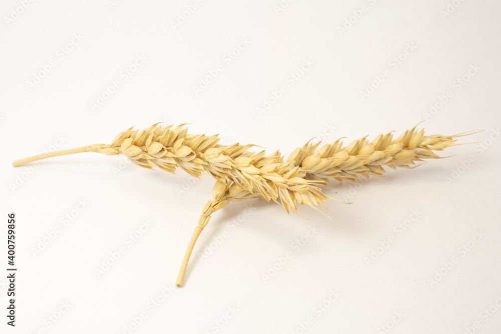 ripe spikelets of wheat on a white isolated background. isolated golden wheat ripe spikelets of wheat on a white isolated background. isolated golden wheat