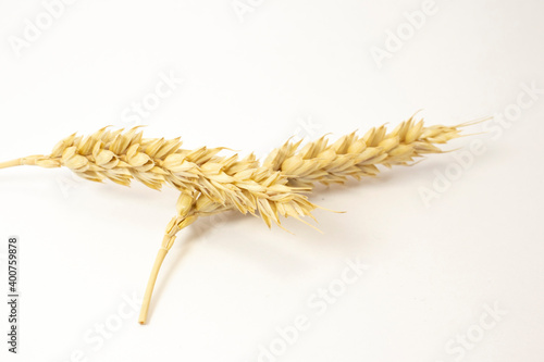 ripe spikelets of wheat on a white isolated background. isolated golden wheat