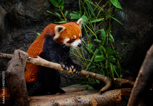Red Panda