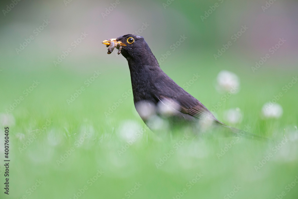 An adult male blackbird foraging in a field with flowers. An adult male blackbird foraging in a field with flowers.