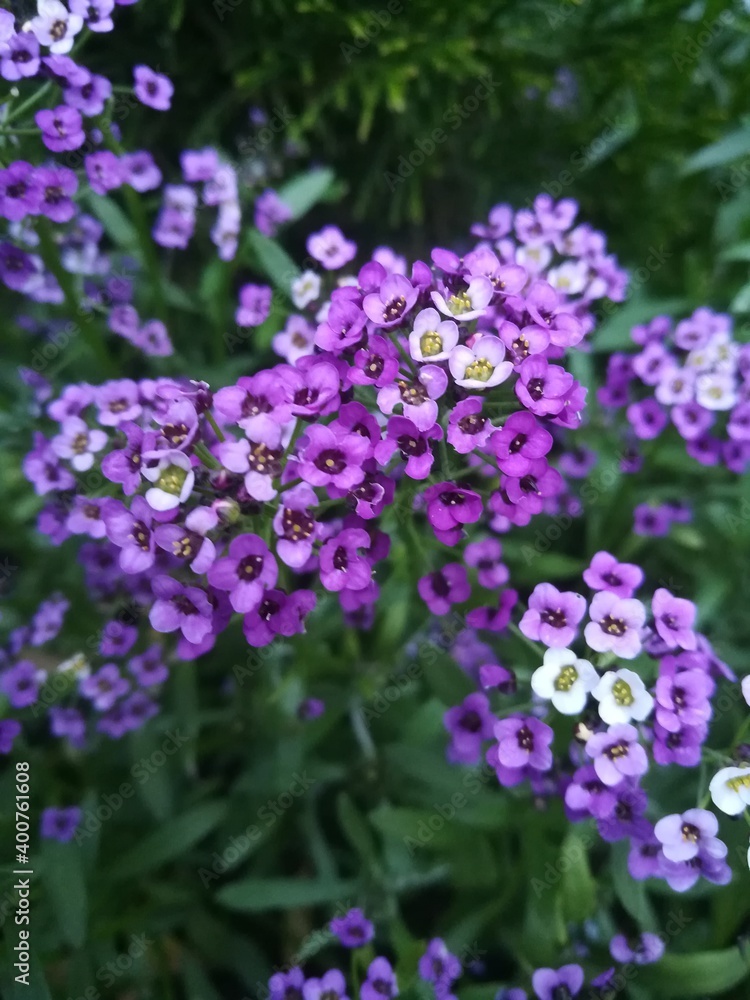 blooming purple, pink and white alyssum on a garden stony flower bed next to a coniferous thuja. Floral wallpaper