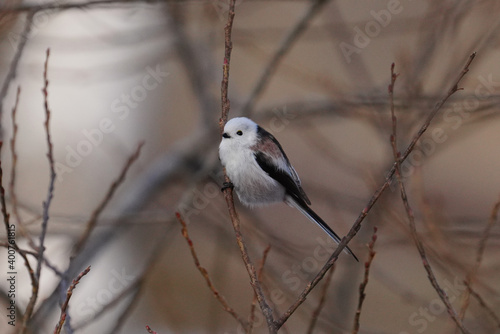 日本の北海道にいるシマエナガ