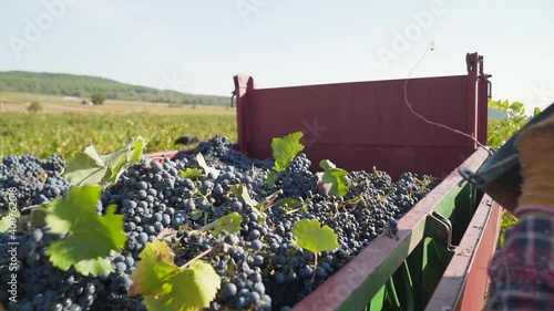 Farmer throwing a bucket of red vintage grapes into the truck during the harvest, Close-up, Slow-motion.