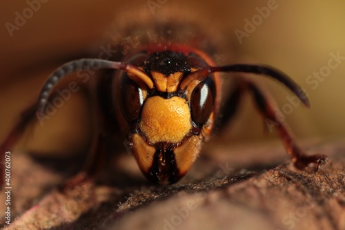 Close up wasp face, horizontal orientation, macro 