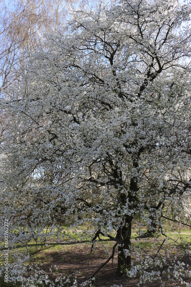 White flowers blossomed on a cherry tree in a spring park A flowering tree adorns the outdoor with its whiteness. White flowers blossomed on a cherry tree in a spring park A flowering tree adorns the outdoor with its whiteness.