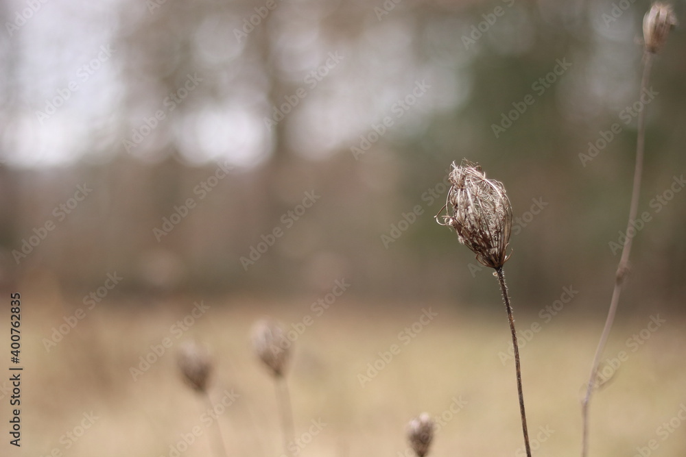 Fototapeta premium trockenes gras im vordergrund
