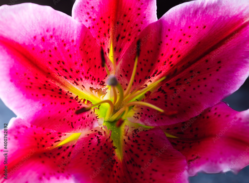 Close up of a red lily flower on black background Close up of a red lily flower on black background