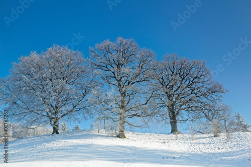 Winterlandschaft mit Bäume