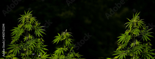 Cannabis bushes that grows in the wild.Cannabis bush at sunset panorama.Cannabis bush on a black background.Wild hemp. Close-up. Young green plant.