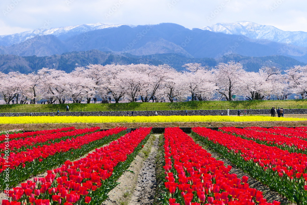 北陸の観光名所、、舟川春の四重奏。朝日、富山、日本。４月中旬。