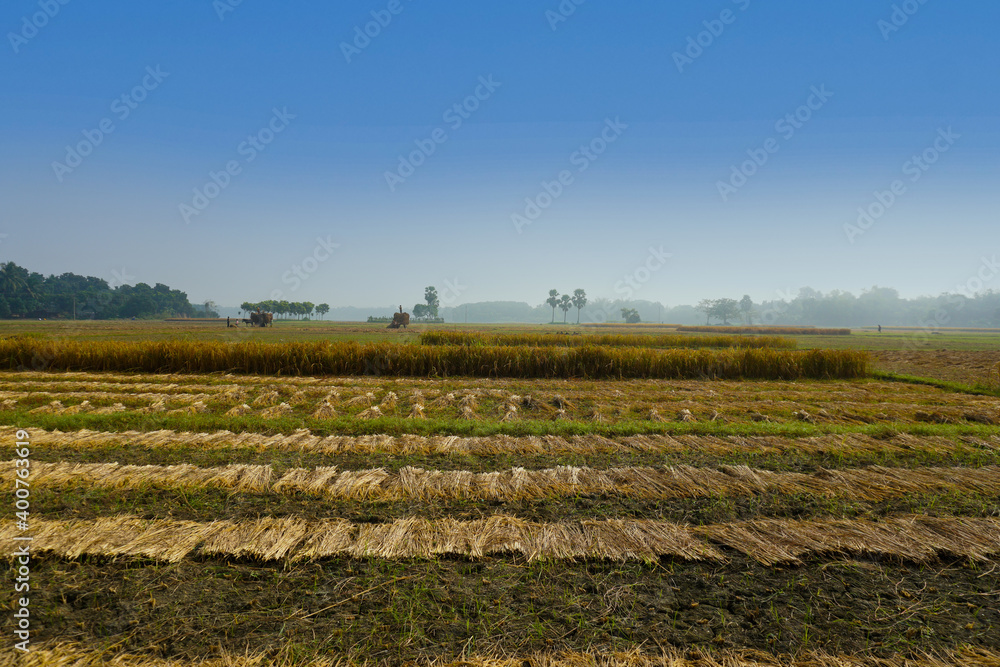 Fototapeta premium A beautiful Natural landscape of Bangladesh. Bangladesh Rice Fields, Bangladesh, Field, Green, Landscape, HQ Photo